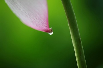 牛荷