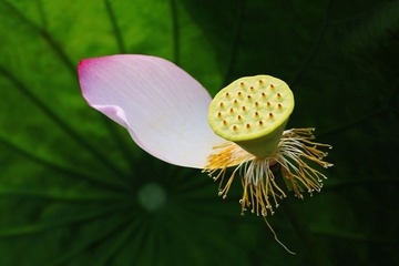 孤单的花瓣