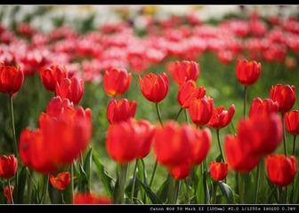 IMG_8761.jpg