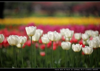 IMG_8726.jpg