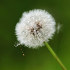 IMG_0633.jpg