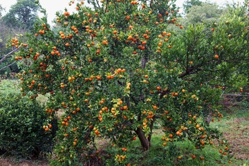 IMG_7417.jpg