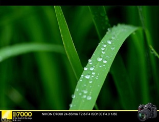 DSC_0115x1.jpg