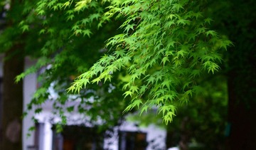 DSC_6509_