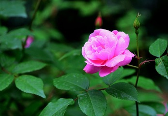 DSC_6520_