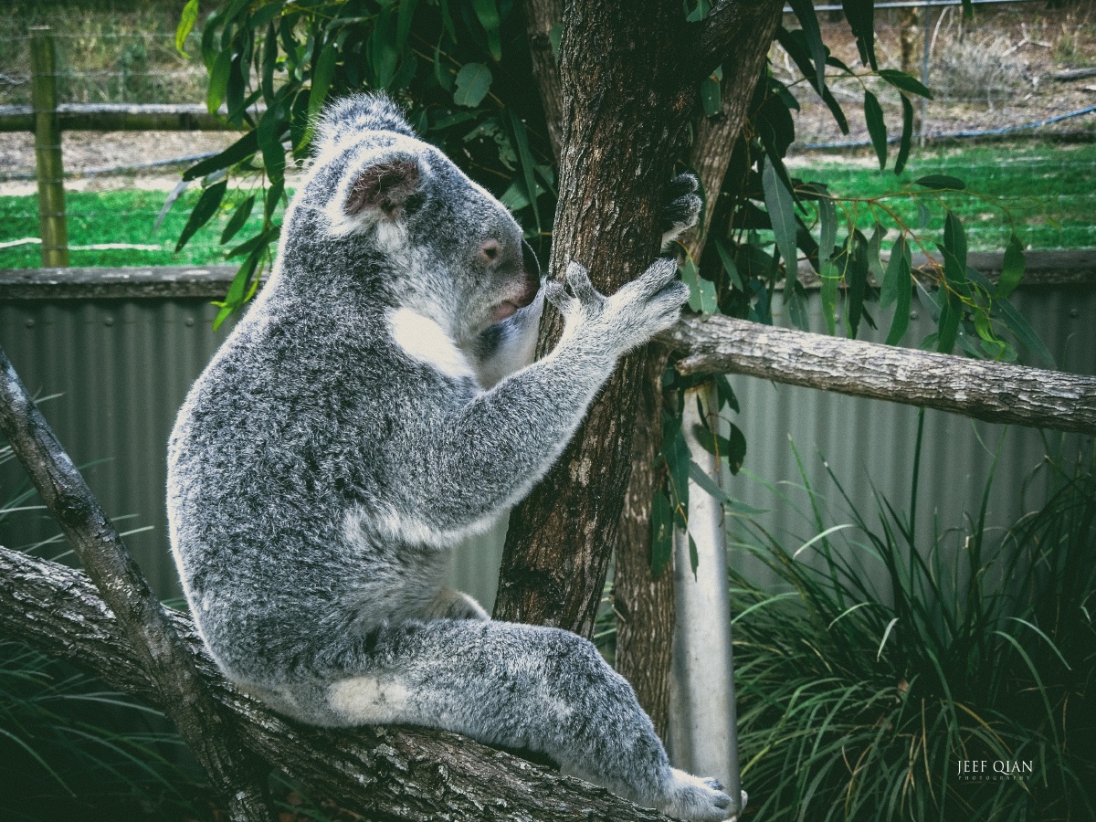 koalabear