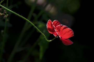 IMGP6549-1