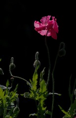 IMGP6556-1