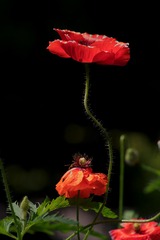 IMGP6545-1