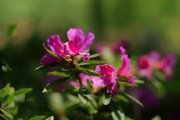 IMGP6513-1