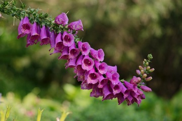 IMGP6538-1
