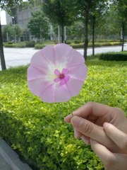 花的世界