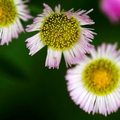 flower1