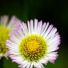 flower3