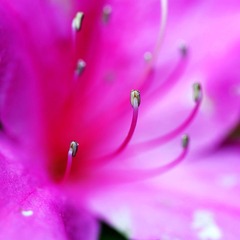 flower4