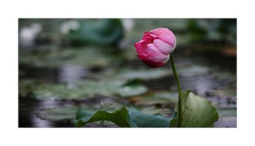 荷花1