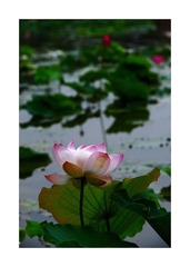 荷花3