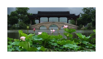荷花4