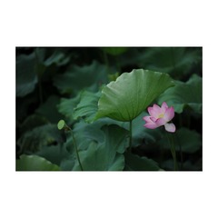 断桥4