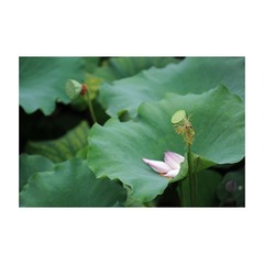 断桥5