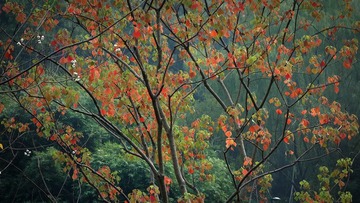 DSC01747-1.jpg