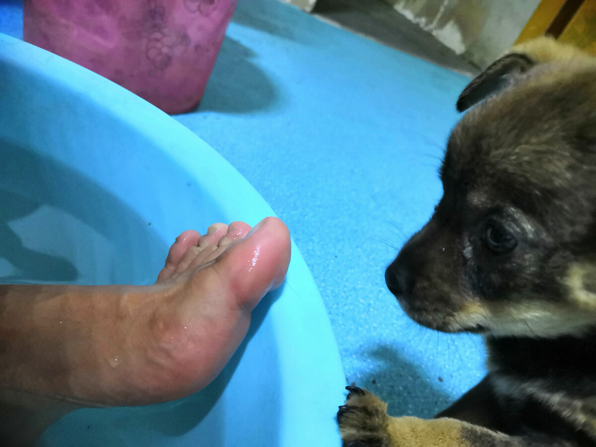 夏天宠物泡澡,狗狗一定要定时洗澡否则容易得皮肤病