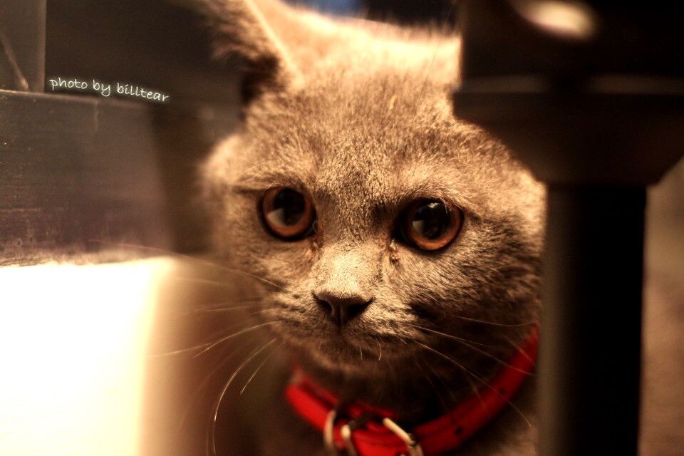 另一只猫咪<br />
摄于4合院&lt;br /&gt;<br />
迷离的眼神啊....