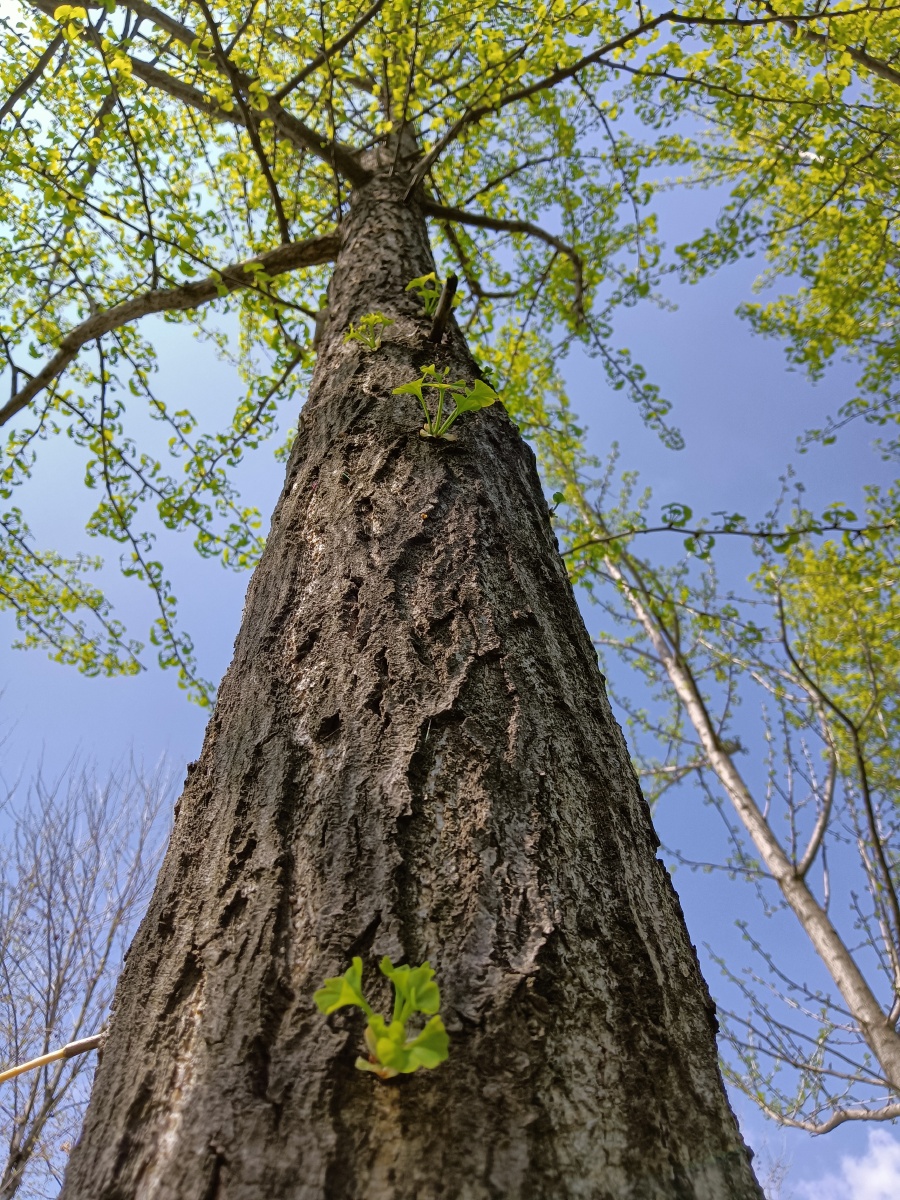 你是一树一树的花开是燕在梁间呢喃你是爱是暖是希望你是人间的四月天