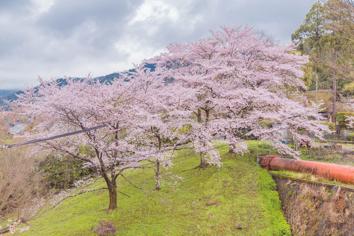 古都风吹樱如雪落京都花见