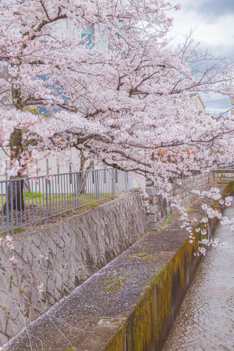 古都风吹樱如雪落京都花见