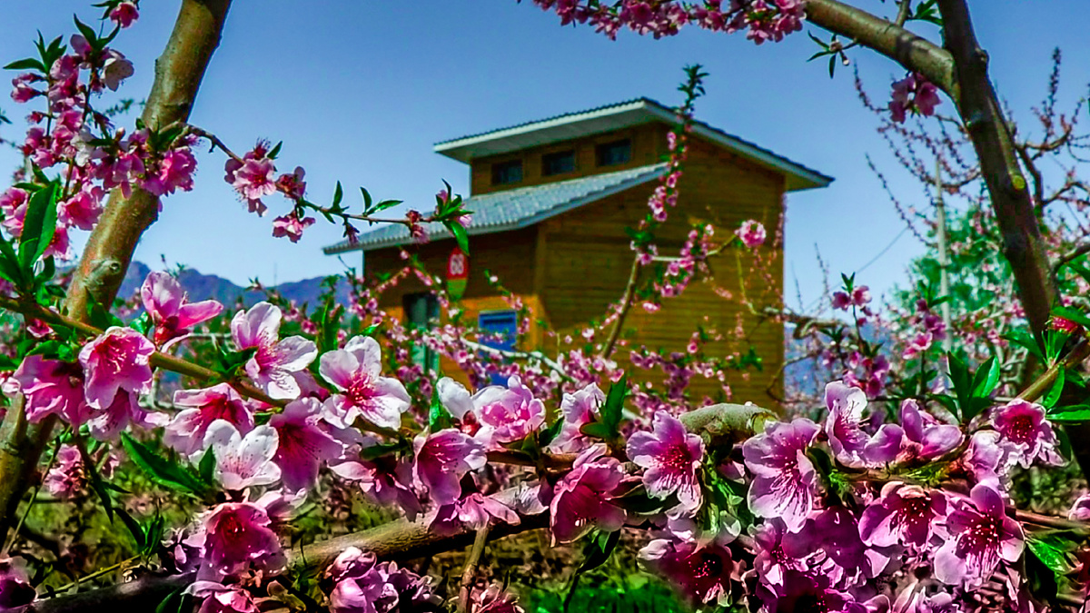 北京平谷桃花节
