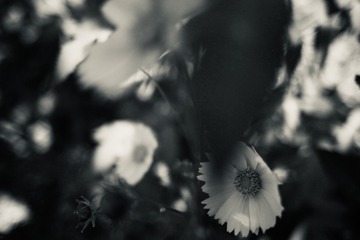 644B8EAB-7E9E-4E11-8132-AE94350095C1/L0/001