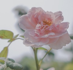 DA50E5EF-4D35-4EBF-91B8-7D67214004A5/L0/001