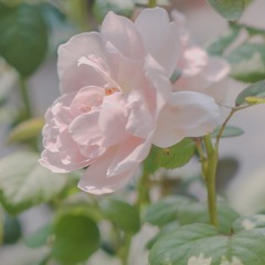4ABE3990-00E4-4B05-AA3D-E4E9229D36E7/L0/001