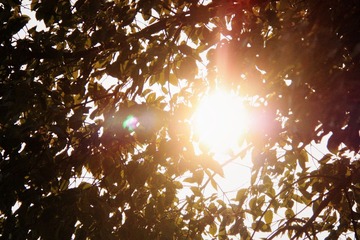 sun