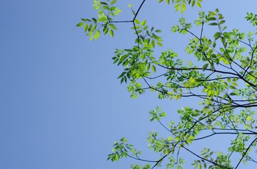 _IGP2425