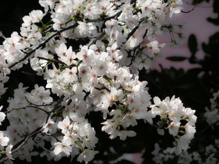 CIMG0209.jpg