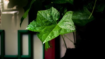 ——芙蓉街 9 P.M.