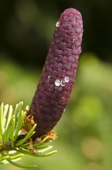 IMG_1743.jpg