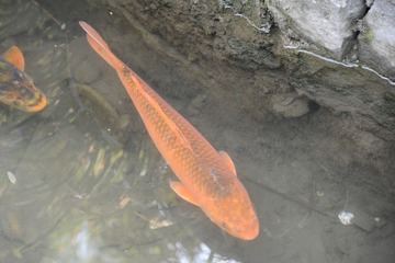 锦鲤
