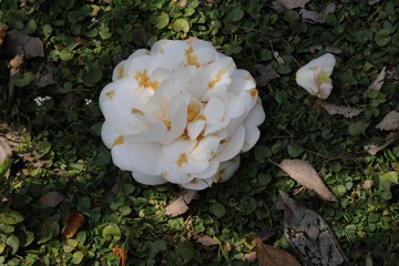 落花有情
