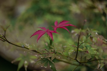 _DSC9060