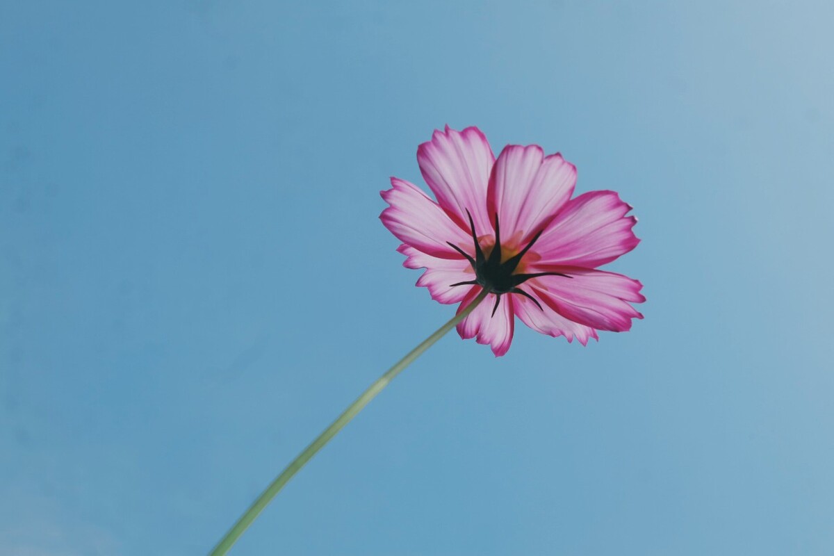 波斯菊。