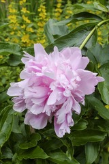 ZWD_9249a