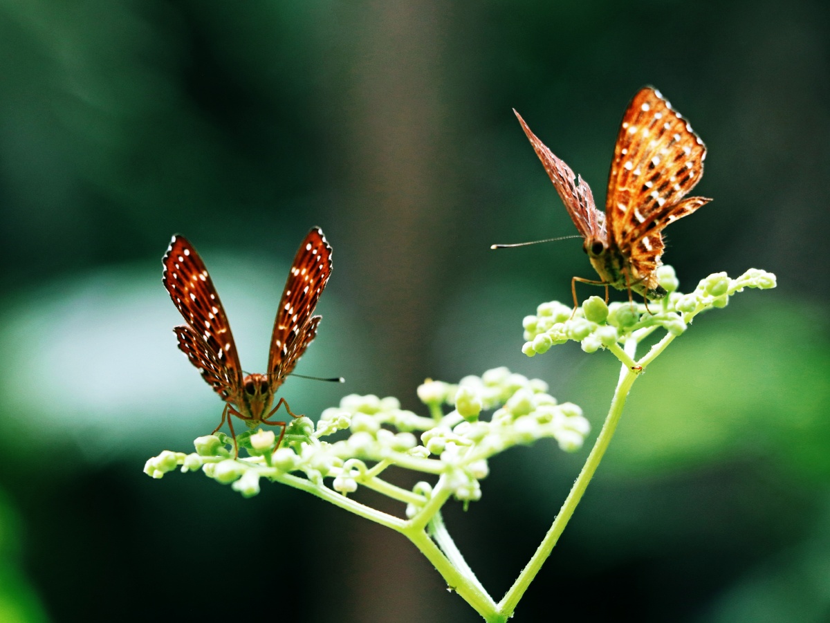 蝴蝶起舞,精神爽