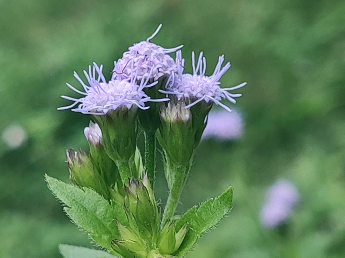 假臭草 - 波记家电维修部-波叔 - 图虫