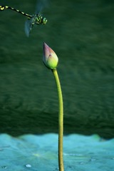 1000050716