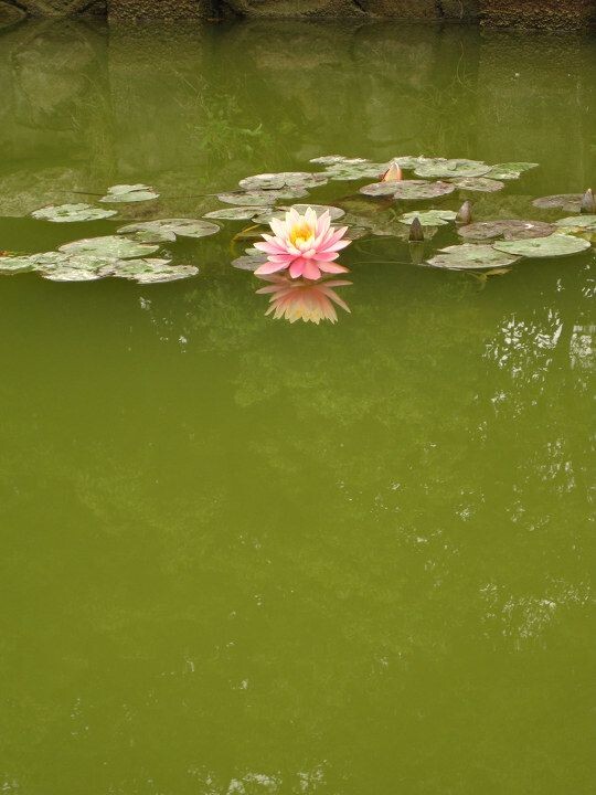 荷花<br />

