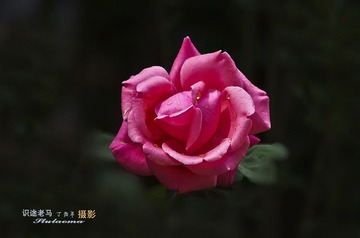 调整IMGP5887