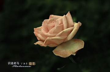 调整IMGP5890